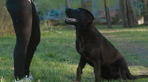 Labrador dog Stock Footage 23918509