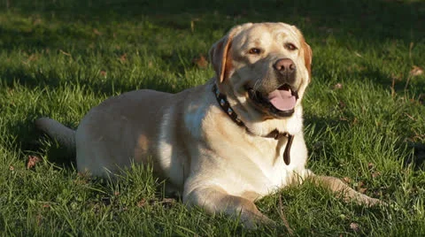 Labrador dog Video stock 23919064