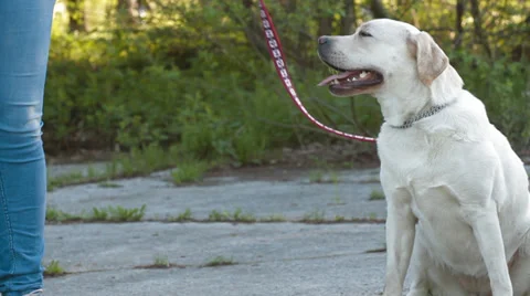 Labrador dog Stock Footage 24275994