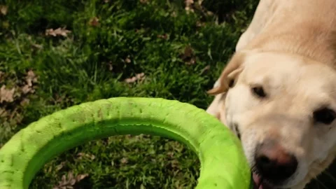 Labrador dog holding a green ring toy during play with owner. Active outdoor pet Stock Footage 327227136
