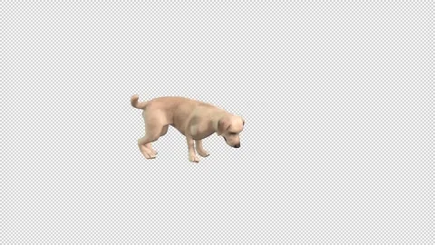 Labrador dog idle Stock Footage 321816661