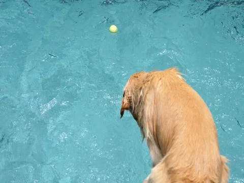 Labrador Dog Jumping In Swimming Pool. Slow Motion. Video stock 80426349