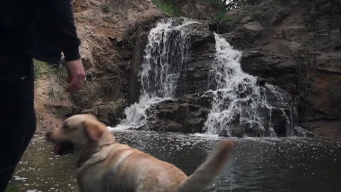 Labrador dog jumps into the lake at the command of the owner Stock Footage 222014799