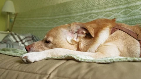 Labrador dog lying on the bed Stock Footage 108134564