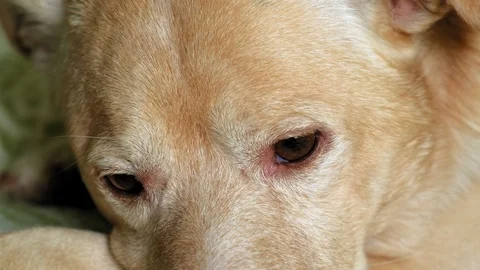 Labrador dog lying on the bed Stock Footage 108379893