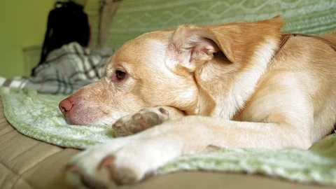 Labrador dog lying on the bed Stock Footage 108704802