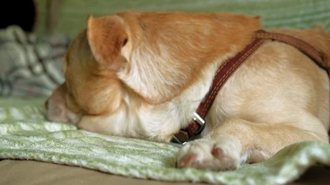 Labrador dog lying on the bed Stock-Footage 108704863