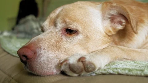 Labrador dog lying on the bed Stock Footage 108704918