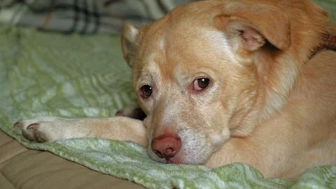 Labrador dog lying on the bed Stock-Footage 108704957