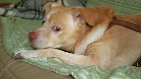 Labrador dog lying on the bed Stock Footage 108705020
