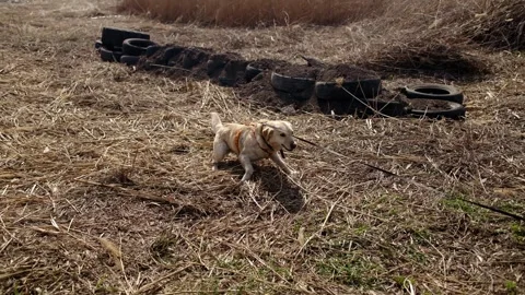 Labrador dog lying on dry grass during outdoor walk on leash. Calm resting Stock Footage 327229013