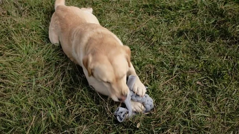 Labrador dog lying on grass and chewing a fleece rope toy. Outdoor playtime Stock Footage 327227535