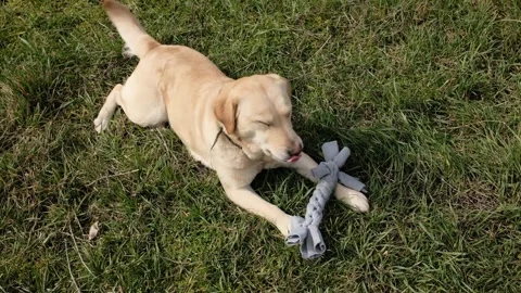 Labrador dog lying on grass and chewing a fleece rope toy. Outdoor playtime Stock Footage 327227844