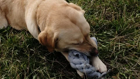 Labrador dog lying on grass and chewing a fleece rope toy. Outdoor playtime Stock Footage 327228034