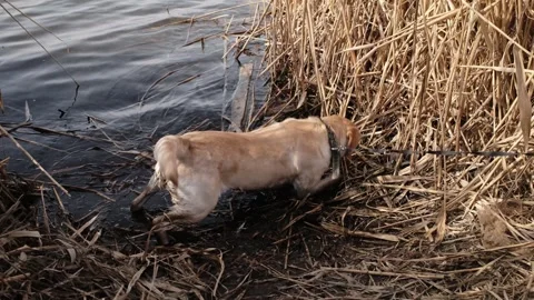 Labrador dog lying in shallow river water among reeds, cooling down on a warm Stock Footage 327225093