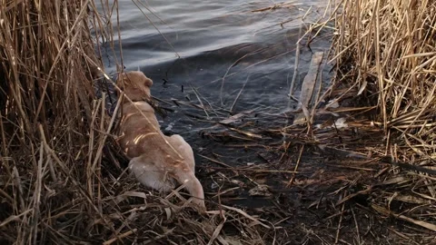 Labrador dog lying in shallow river water among reeds, cooling down on a warm Stock Footage 327225111