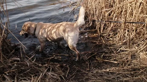 Labrador dog lying in shallow river water among reeds, cooling down on a warm Stock Footage 327225915