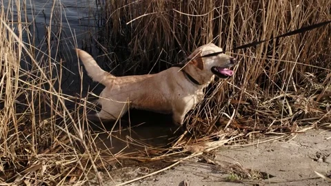Labrador dog lying in shallow river water among reeds, cooling down on a warm Stock Footage 327226693