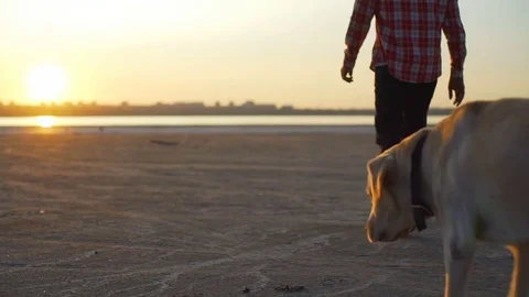 Labrador dog with owner walking at empty beach sundown rapid slow motion Stock Footage 79773800