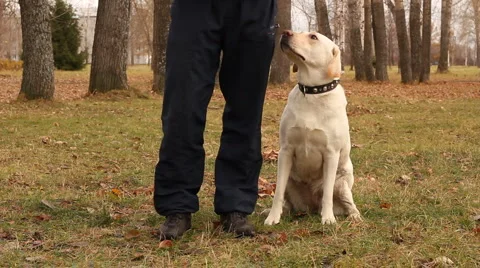 Labrador dog in the park Stock Footage 888432