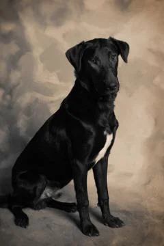 Labrador dog Stock Photos