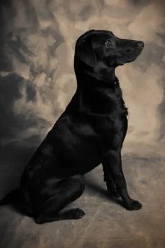 Labrador dog Stock Photos