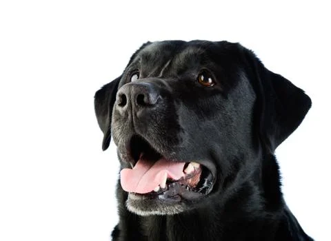 Labrador dog Stockfoto's