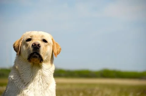 Labrador dog Stock Photos