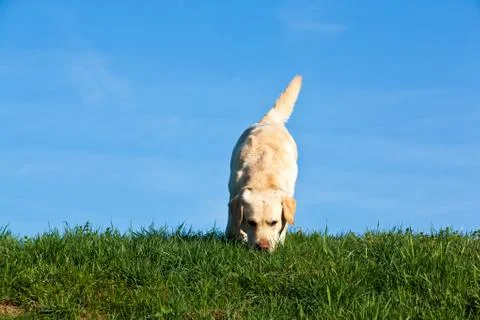 Labrador dog Stock Photos