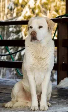 Labrador Dog Stock Photos