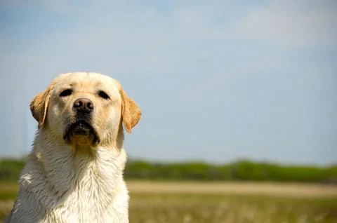 Labrador dog Stock Photos