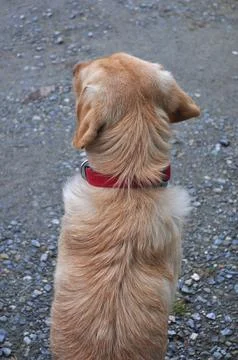 A Labrador dog Stock-Fotos
