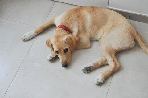 Labrador dog Stock Photos