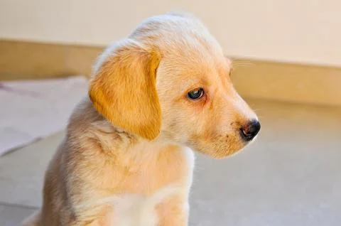 Labrador dog Stock Photos
