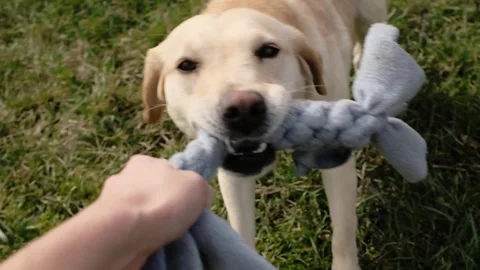 Labrador dog playing tug of war with a fleece rope toy and human hand. Dynamic Stock Footage 327227651