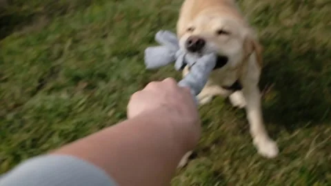 Labrador dog playing tug of war with a fleece rope toy and human hand. Dynamic Stock Footage 327227767
