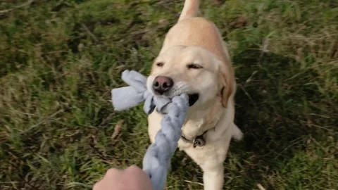 Labrador dog playing tug of war with a fleece rope toy and human hand. Dynamic Stock Footage 327227842