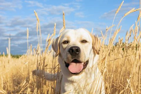 Labrador dog playing in wheat fields in morning air and blue sky. Stock Photos