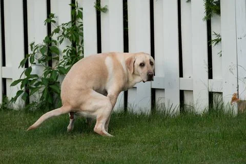 Labrador dog pooping while looking at the camera Stock Photos