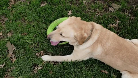Labrador dog resting on green grass after playing with a ring toy. Calm outdoor Stock Footage 327227371