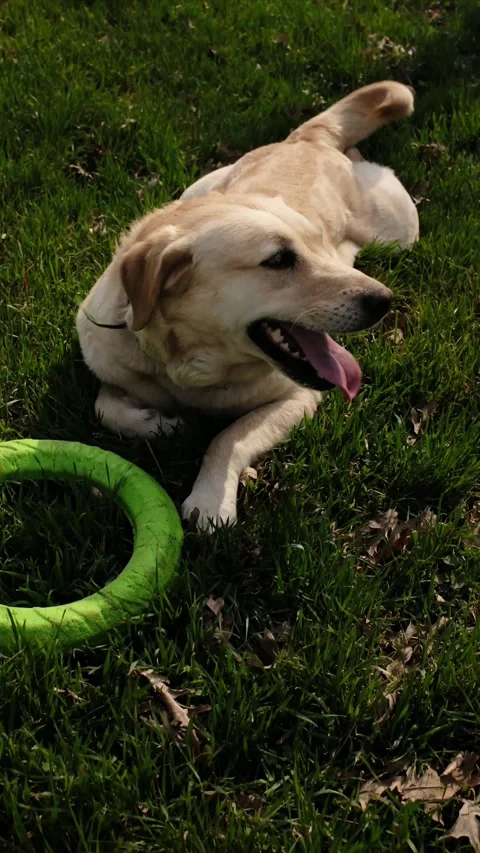 Labrador dog resting on green grass after playing with a ring toy. Calm outdoor Stock Footage 327229845