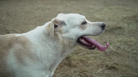 A labrador dog rests after running. Slow motion Stock Footage 200841124