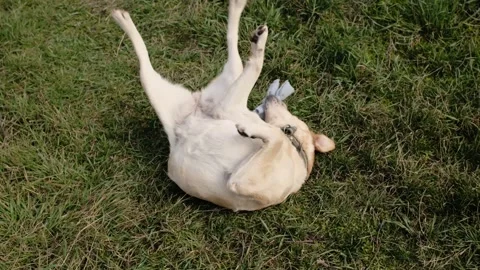 Labrador dog rolling on grass while playing with a fleece rope toy. Playful Stock Footage 327227608