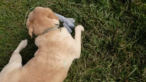 Labrador dog rolling on grass while playing with a fleece rope toy. Playful Stock Footage 327227614