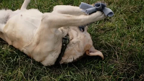 Labrador dog rolling on grass while playing with a fleece rope toy. Playful Stock Footage 327228127