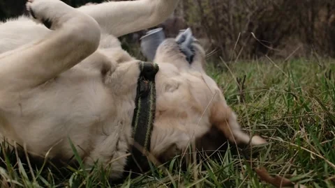 Labrador dog rolling on grass while playing with a fleece rope toy. Playful Stock Footage 327228130