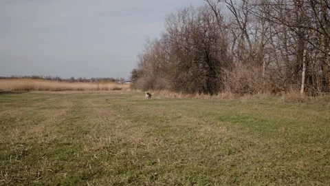 Labrador dog running across open field while chasing a round toy ring. Active Stock Footage 327224290