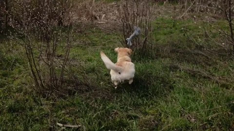 Labrador dog running fast across grass chasing a thrown fleece rope toy. Motion Stock Footage 327227992