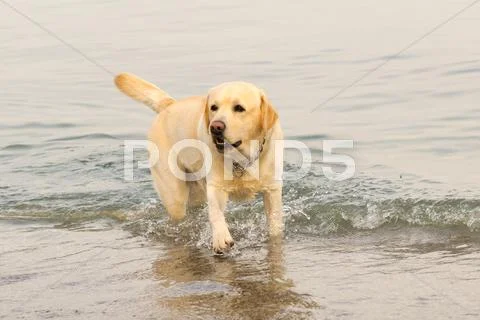 Labrador Dog At The Sea Portrait.