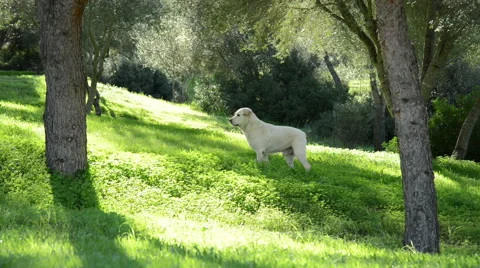 Labrador dog - senior dog - walking trough in backlit Stock Footage 45123717